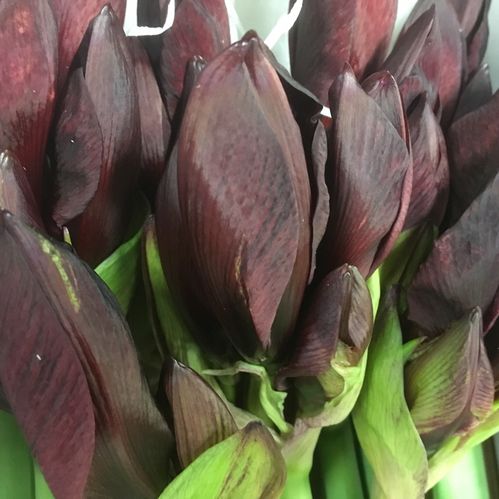 AMARYLLIS SNITT ROY VELVET X12