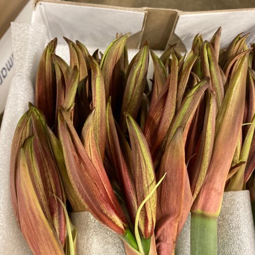 AMARYLLIS SNITT MINI TANGO x18