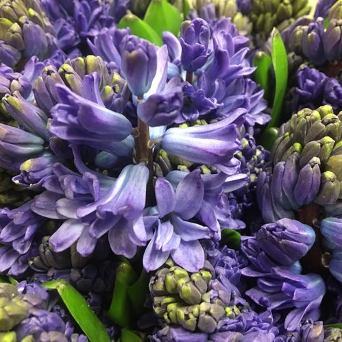 HYACINT SNITT BLÅ/LAVENDEL x25