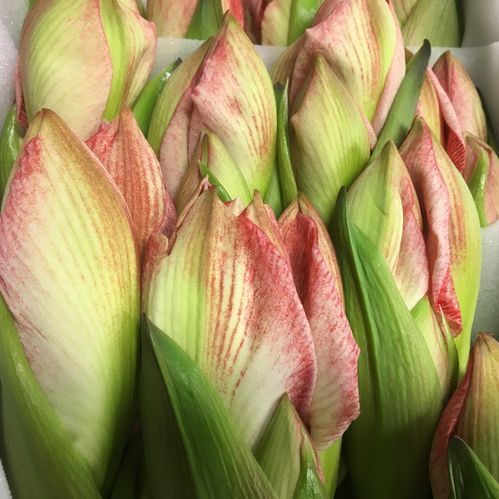 AMARYLLIS SNITT MINERVA RÖD/VIT x12