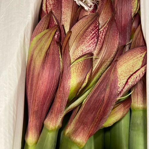 AMARYLLIS SNITT MAESTRO RÖD/VIT X12