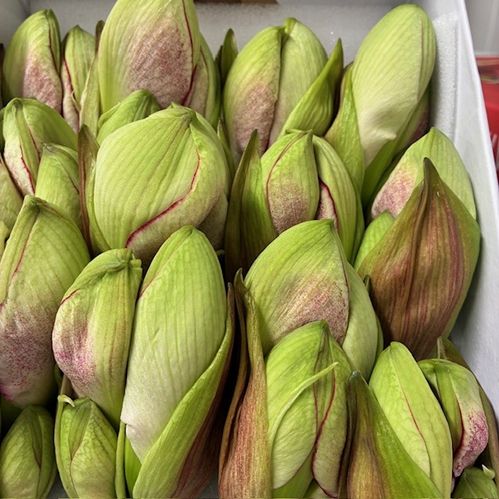 AMARYLLIS SNITT EXCEPTION 2-F RÖDVIT  X12
