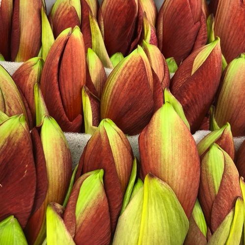 AMARYLLIS SNITT FERRARI RÖD X15
