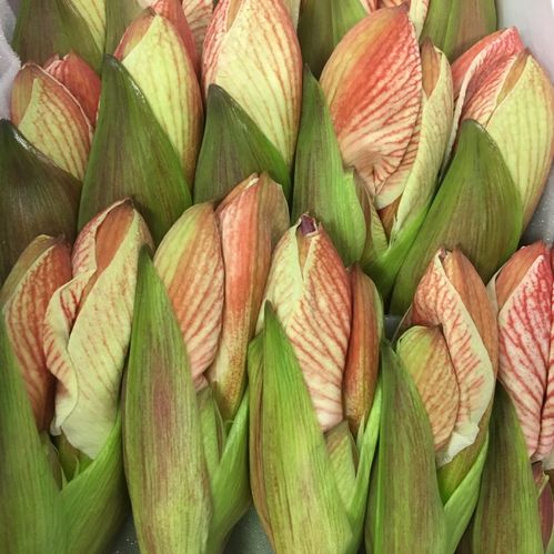 AMARYLLIS SNITT POPOV VIT/RÖD x10