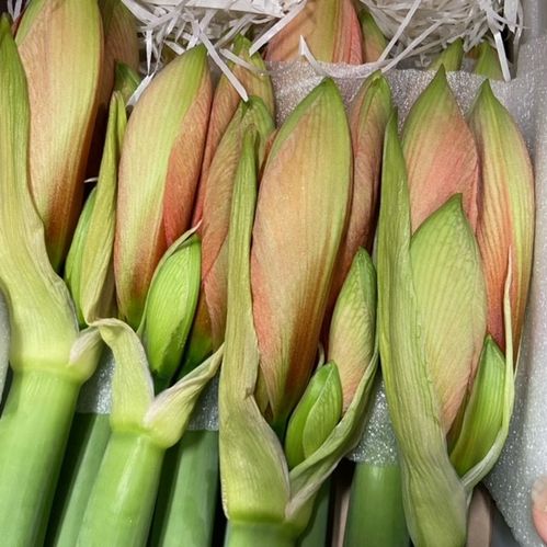 AMARYLLIS SNITT DESIRE APRIKOS x15