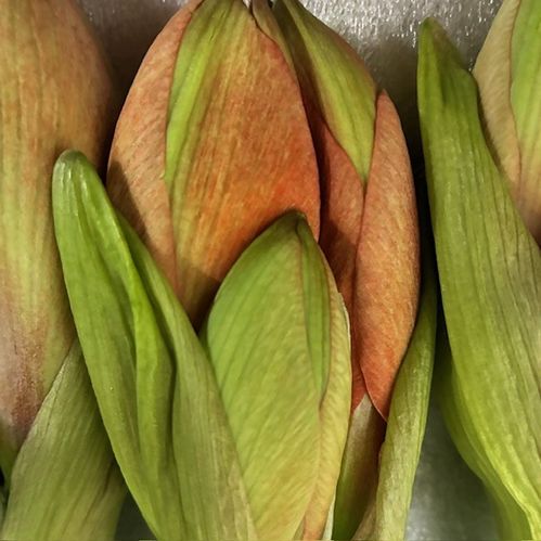 AMARYLLIS SNITT NARANJA APRIKOS/ORANGE X15