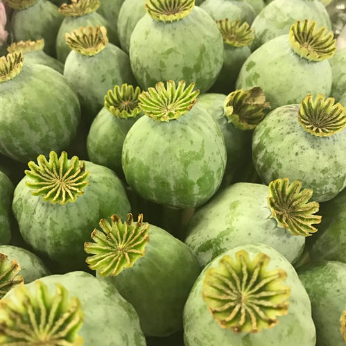 PAPAVER FRÖKAPSEL MEDEL