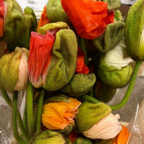 PAPAVER BLOMMANDE x25