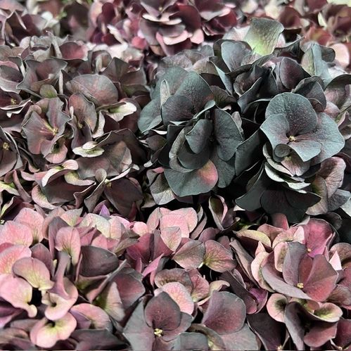 HORTENSIA MAGICAL DARK RUBY RED 60CM
