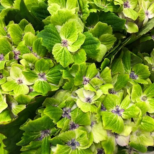HORTENSIA SNITT SUMMERGREEN LIME