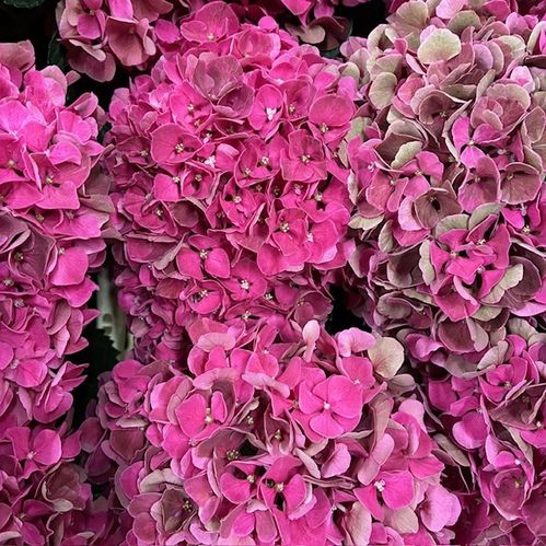 HORTENSIA SNITT HÖST ROSA