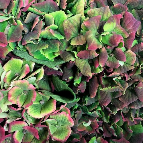 HORTENSIA SNITT AMETHYST ROSA/LIME