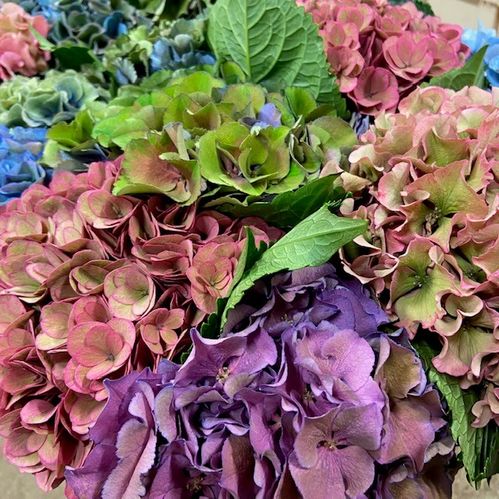 HORTENSIA SNITT MIX I HINK 60 CM