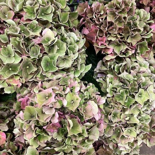 HORTENSIA SNITT RODEO HÖSTROSA