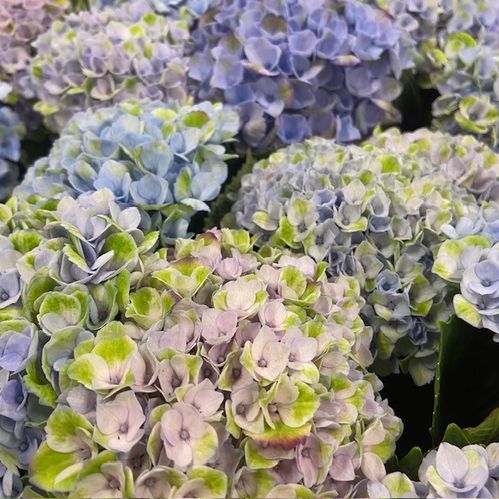 HORTENSIA SNITT MAGICAL BLÅ/GRÖN