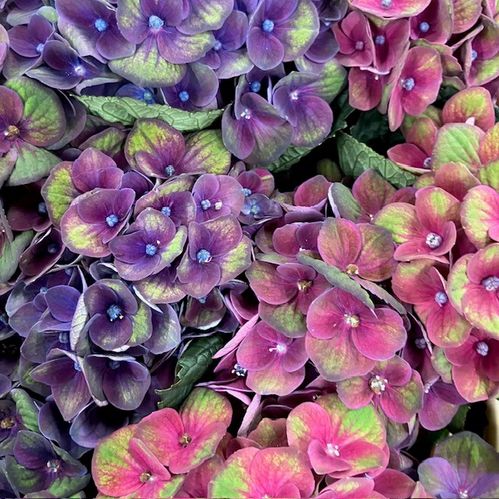 HORTENSIA SNITT MAGICAL CHARLOTTE BLUE