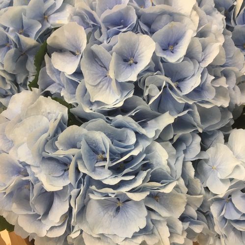 HORTENSIA SNITT LJUSBLÅ