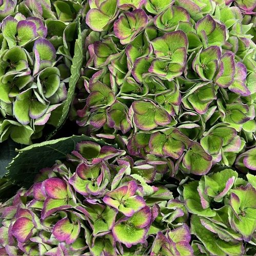 HORTENSIA SNITT MAGICAL OPAL