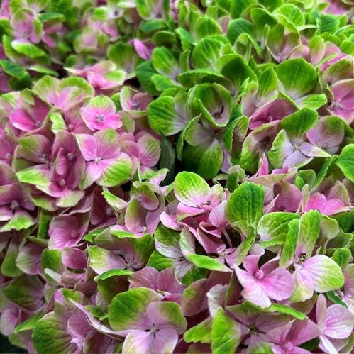 HORTENSIA SNITT MAGICAL AMETHYST  GRÖN/ROSA
