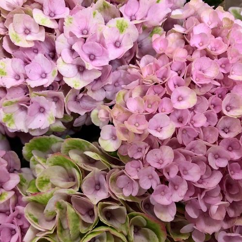 HORTENSIA SNITT MAGICAL REVOLUTION ROSA