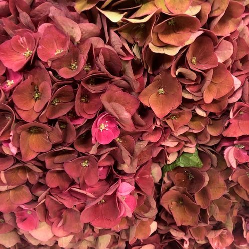 HORTENSIA SNITT MON AMOUR LILA/VINRÖD
