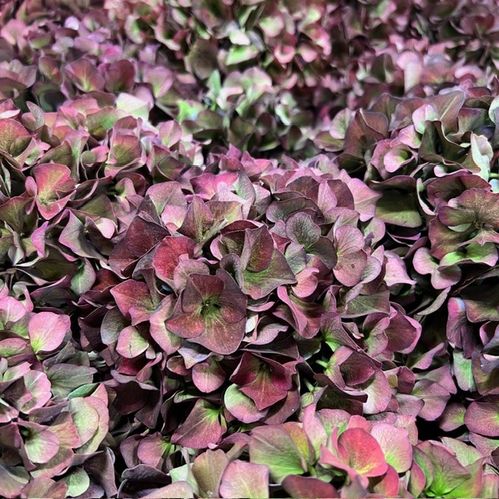 HORTENSIA SNITT PINK RUBY RED