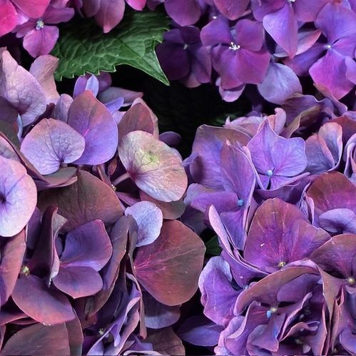 HORTENSIA SNITT MAGICAL AUBERGINE