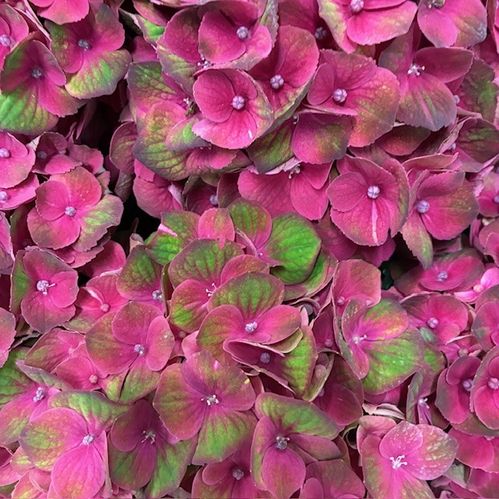 HORTENSIA SNITT MAGICAL CHARLOTTE GRÖN/RÖD