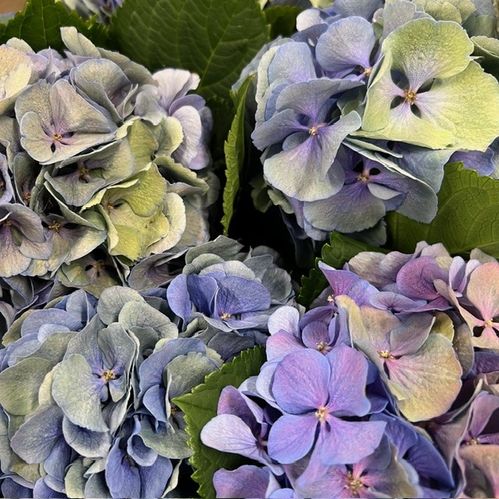 HORTENSIA SNITT ELBTAL HÖSTBLÅ