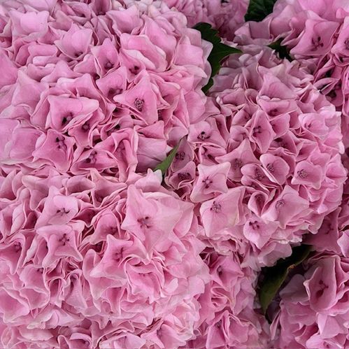 HORTENSIA SNITT MAGICAL PINK FLOYD