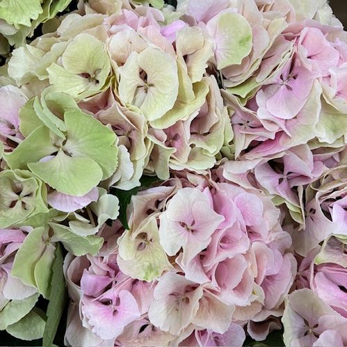 HORTENSIA SNITT ROYAL IMPRESSIVE