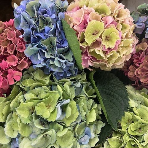 HORTENSIA SNITT MIX I HINK 80CM
