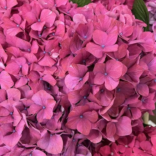 HORTENSIA SNITT PURPLE HAZE