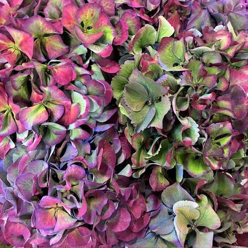 HORTENSIA SNITT SIBILLA CLASSIC