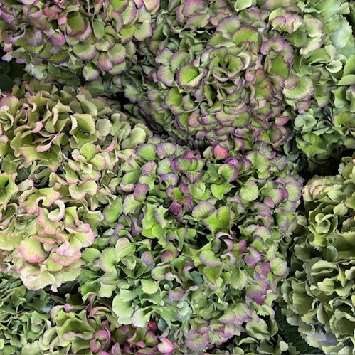 HORTENSIA SNITT ROYAL PRIDE HÖST