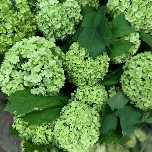 VIBURNUM ROSEUM GRÖN 100CM