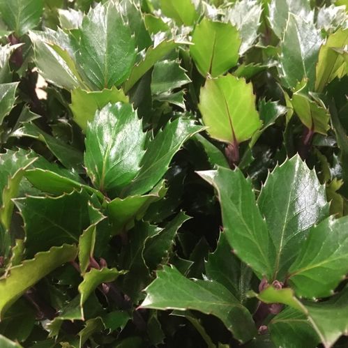 JÄRNEK ILEX BLUE PRINCE 80-90