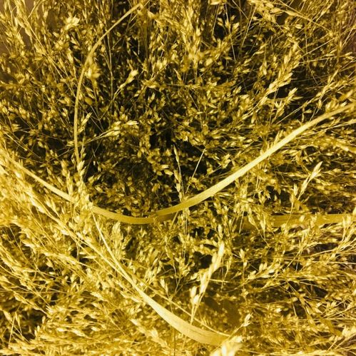 DEKORGRÄS PANIKUM GULD