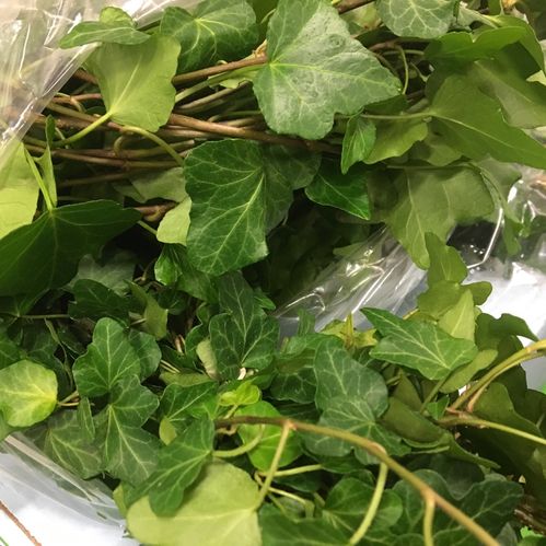 HEDERA SNITT GRÖN