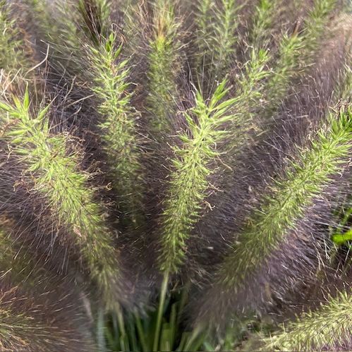 DEKORGRÄS PENNISETUM PARADISE/BLACK MAGIC