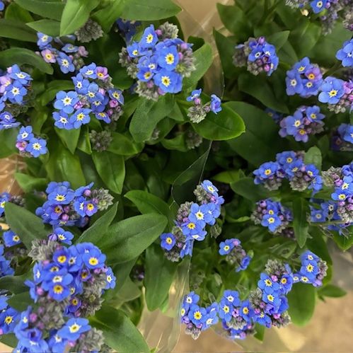 MYOSOTIS FÖRGÄTMIGEJ SNITT