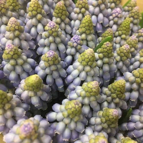 MUSCARI PÄRLHYACINT SNITT BLÅ