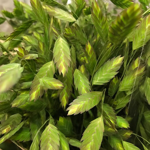 DEKORGRÄS CHASMANTUM LATIFOLIUM