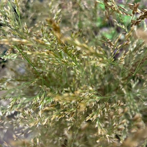 DEKORGRÄS DESCHAMPSIA