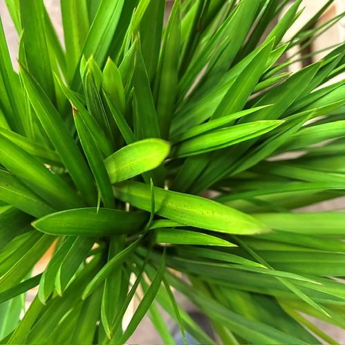 CYPERUS PAPYRUS