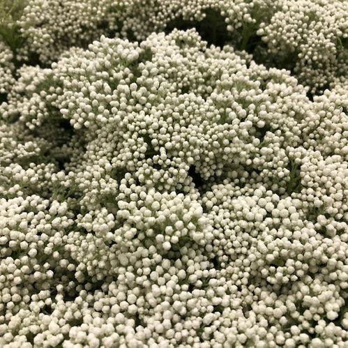 RICEFLOWER OZOTHAMUS VIT/BUNT