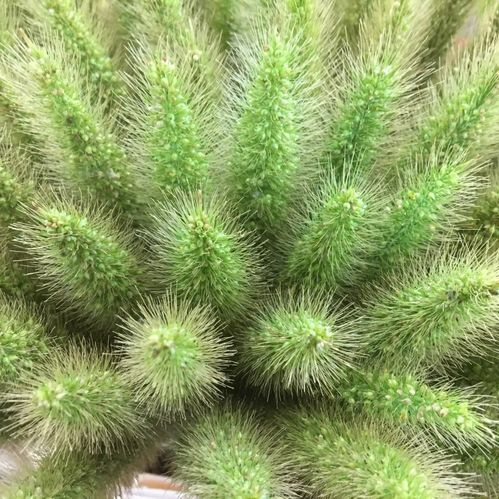DEKORGRÄS PENNISETUM