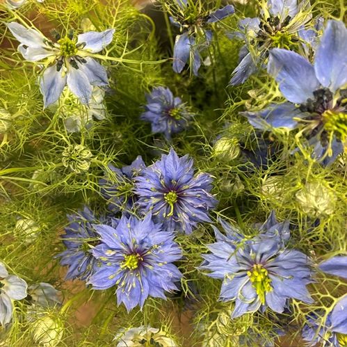 NIGELLA BUNT BLÅ
