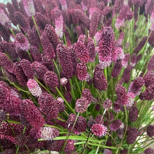 DEKORGRÄS SANGUISORBA OFFFICINALIS