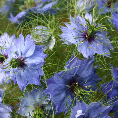 NIGELLA BLÅ